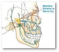 sinus-trigeminal-e1405641374532 sinus-trigeminal-e1405641374532