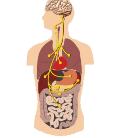 vagus-gut-no-background vagus-gut-no-background