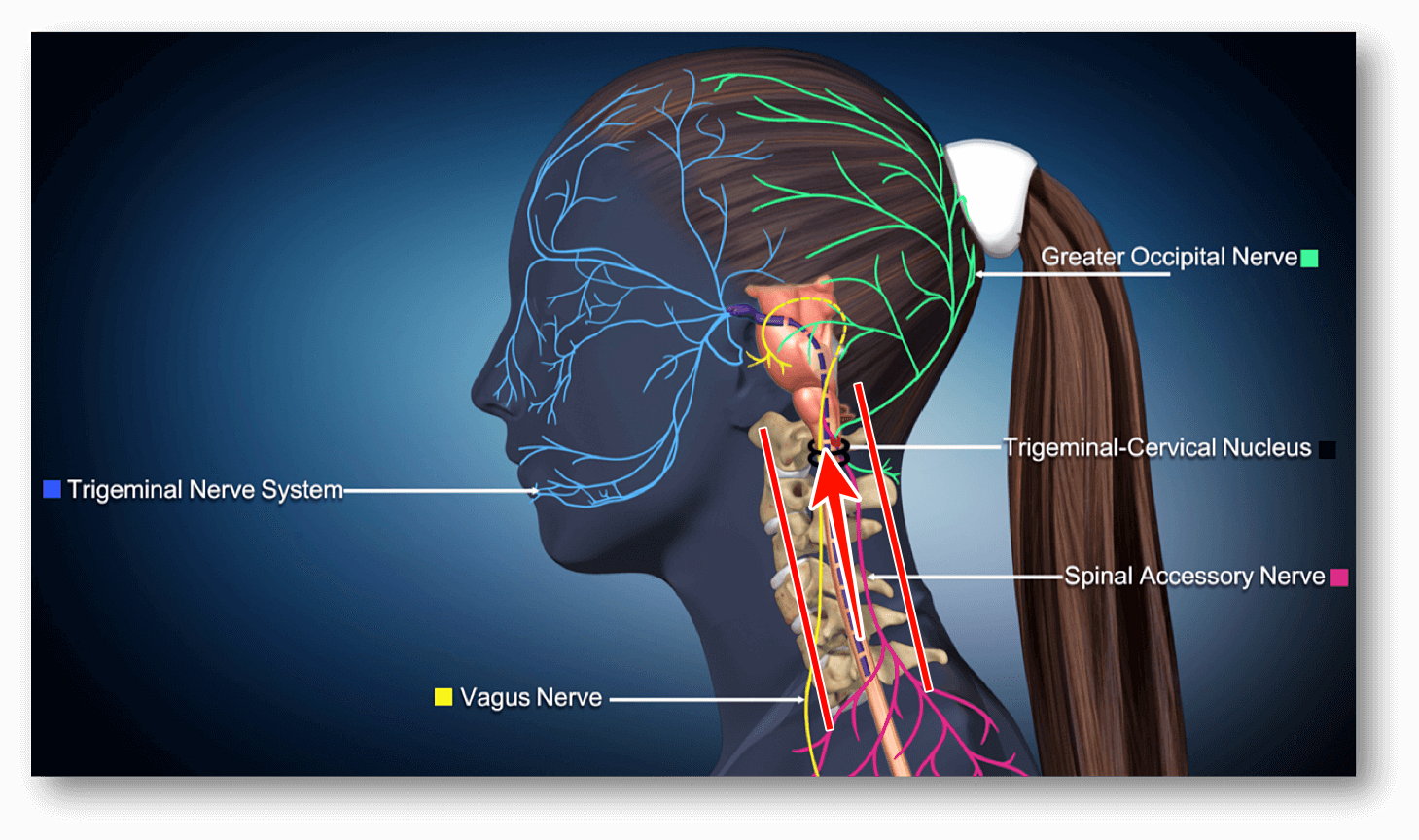 nerve-highway-of-the-neck