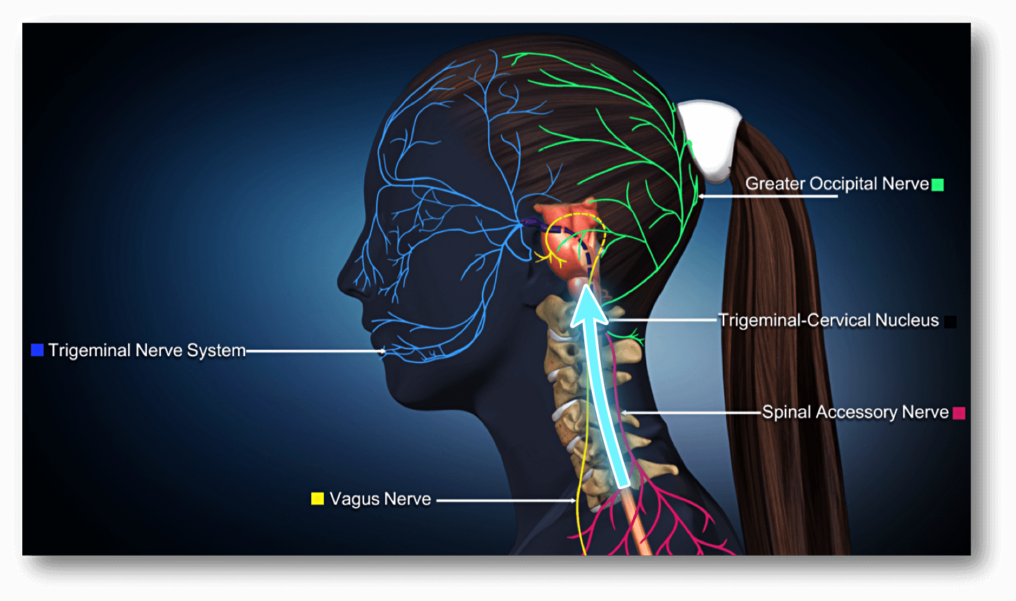 nerves-calming-cervical-neck-2