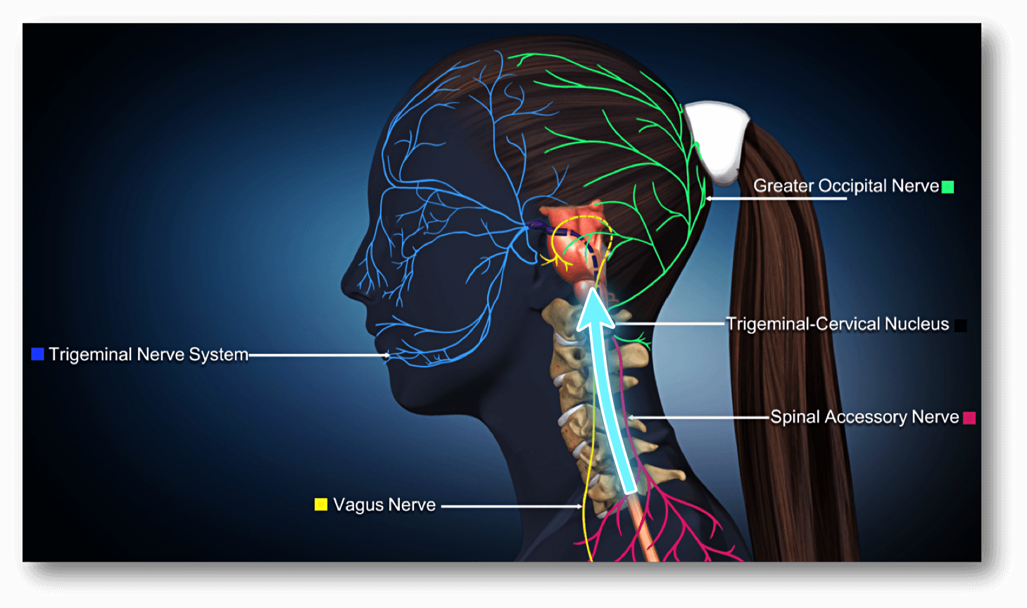 nerves-calming-cervical-neck-2 nerves-calming-cervical-neck-2